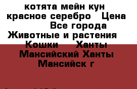 котята мейн кун, красное серебро › Цена ­ 30 - Все города Животные и растения » Кошки   . Ханты-Мансийский,Ханты-Мансийск г.